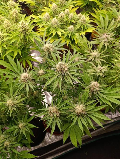 Zingatsu Xpertnutrients. Week 11