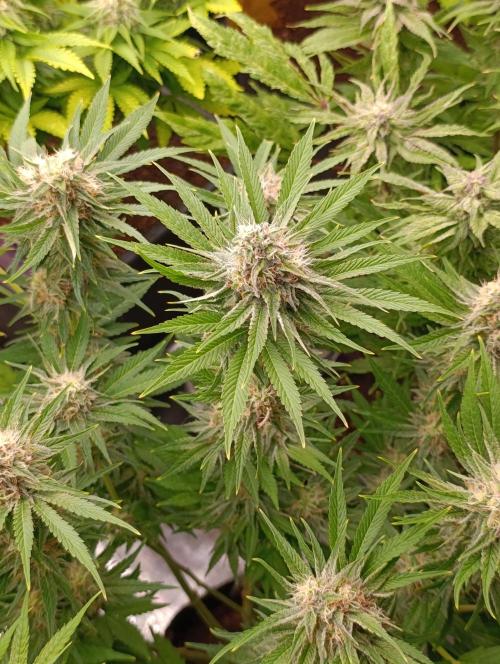 Zingatsu Xpertnutrients. Week 11