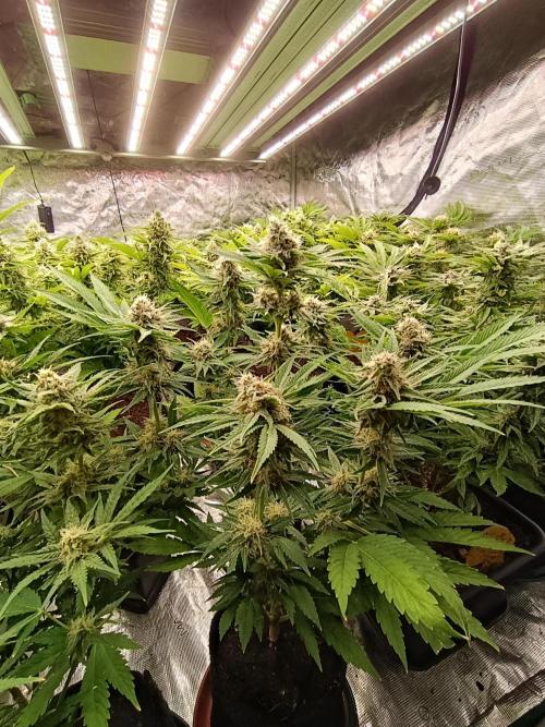 Zingatsu Xpertnutrients. Week 11