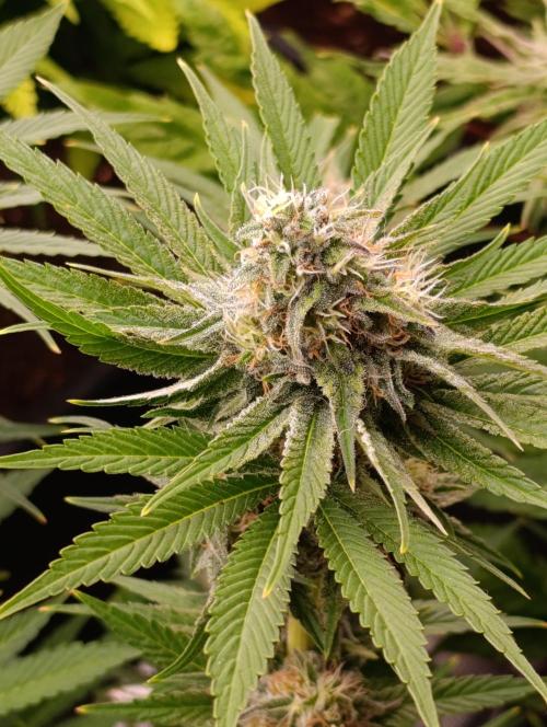 Zingatsu Xpertnutrients. Week 11