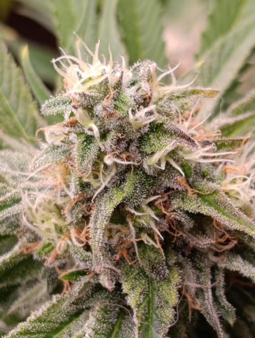 Zingatsu Xpertnutrients. Week 11