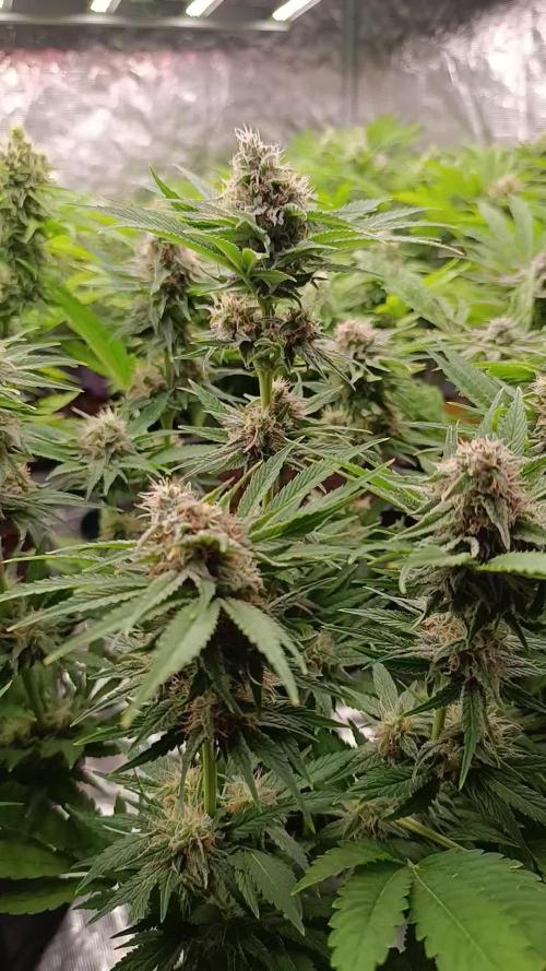 Zingatsu Xpertnutrients