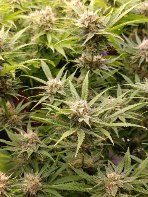 Banana Fumes. Week 11