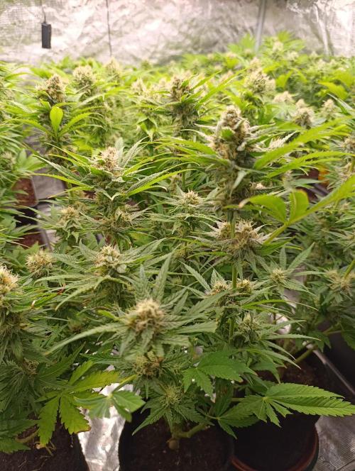 Banana Fumes. Week 11