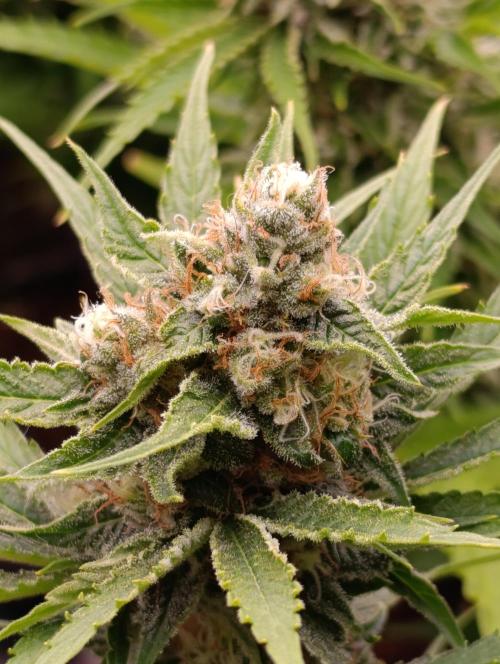 Banana Fumes. Week 11