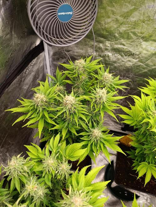 Grape Ape Marshydro. Week 12