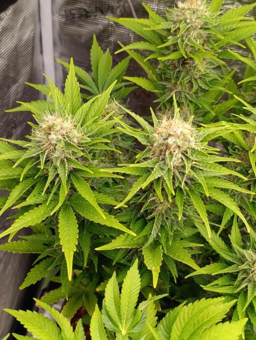 Grape Ape Marshydro. Week 12