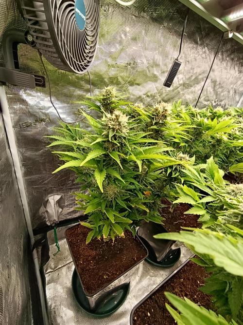 Grape Ape Marshydro. Week 12
