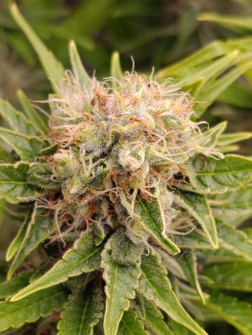Grape Ape Marshydro. Week 12