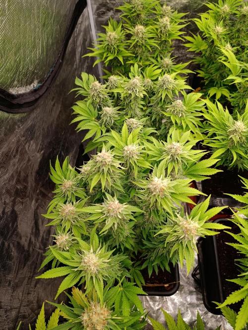 Isla Mirage Xpertnutrients. Week 12