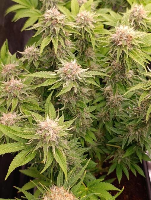 Isla Mirage Xpertnutrients. Week 12