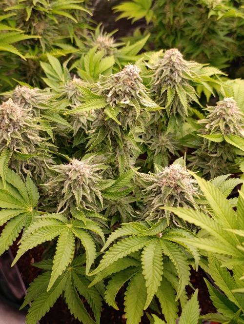Isla Mirage Xpertnutrients. Week 12