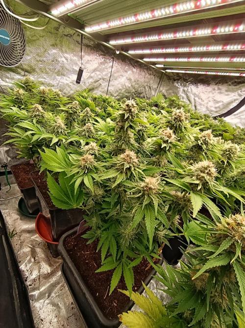 Isla Mirage Xpertnutrients. Week 12