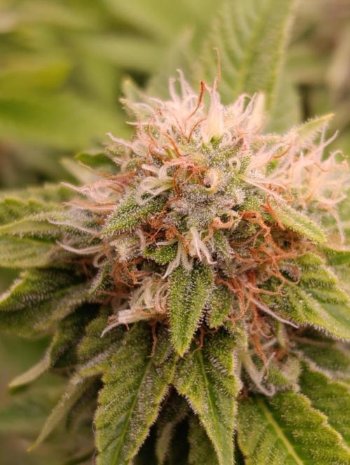 Isla Mirage Xpertnutrients. Week 12