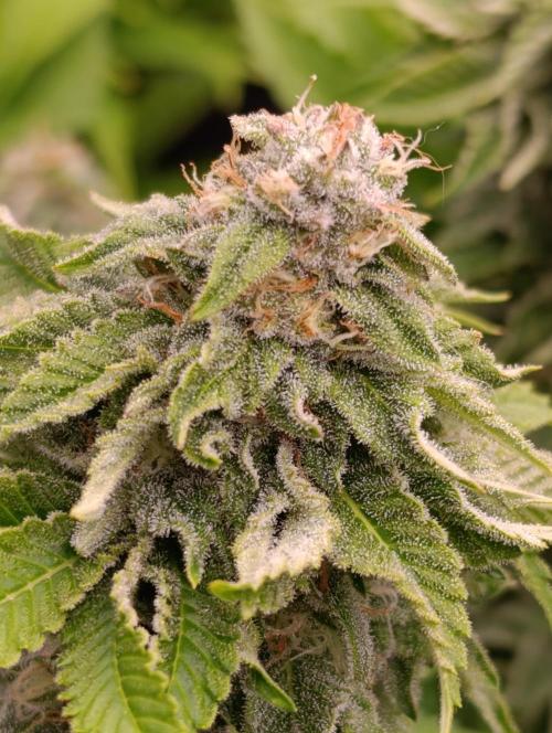 Isla Mirage Xpertnutrients. Week 12