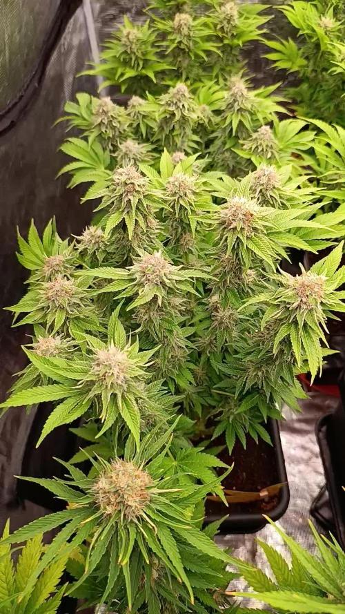 Isla Mirage Xpertnutrients