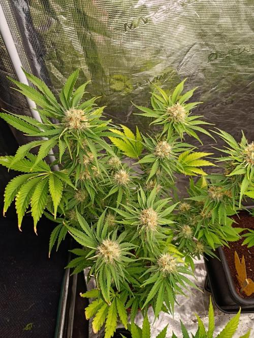 Sundae Driver Marshydro. Week 11
