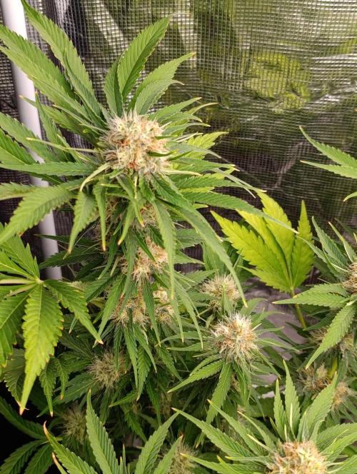Sundae Driver Marshydro. Week 11