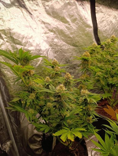 Sundae Driver Marshydro. Week 11