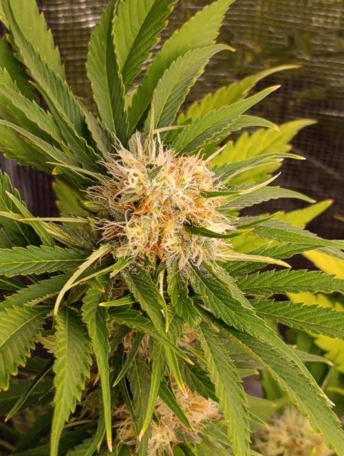Sundae Driver Marshydro. Week 11