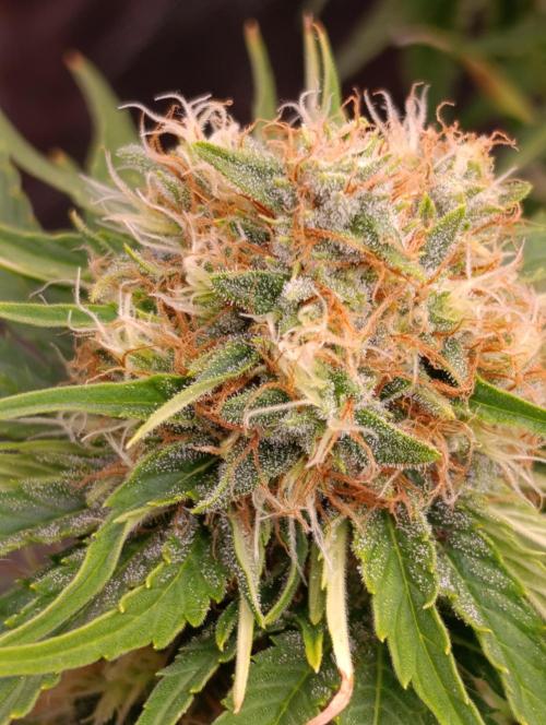 Sundae Driver Marshydro. Week 11