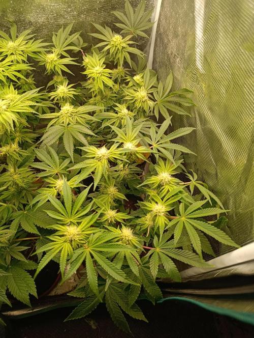 GokuZ OG Test & Marshydro. Week 10