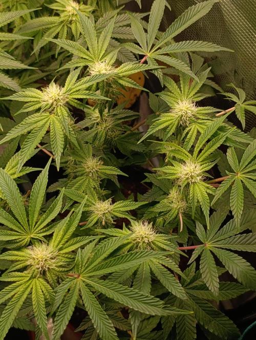 GokuZ OG Test & Marshydro. Week 10