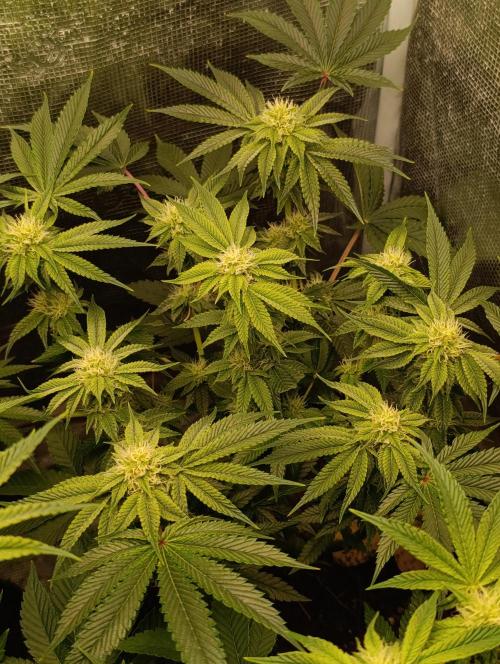 GokuZ OG Test & Marshydro. Week 10