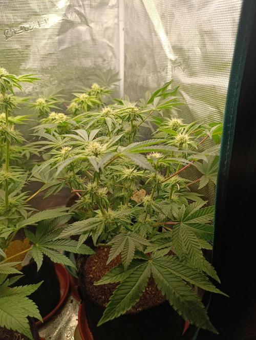 GokuZ OG Test & Marshydro. Week 10