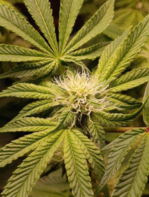GokuZ OG Test & Marshydro. Week 10