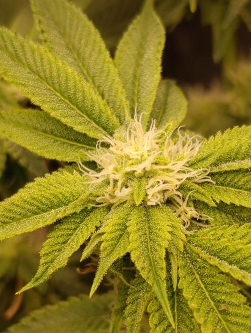 GokuZ OG Test & Marshydro. Week 10