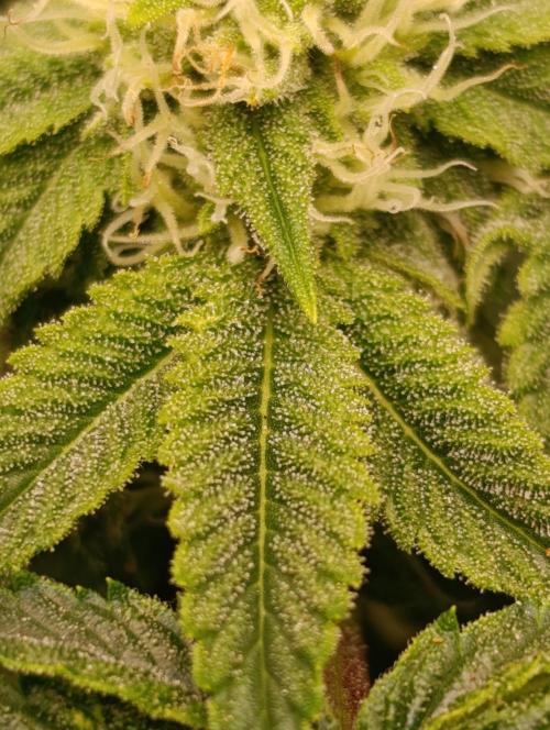 GokuZ OG Test & Marshydro. Week 10