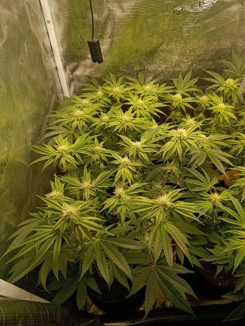 Zour MelonZ Test & Xpertnutrients. Week 10