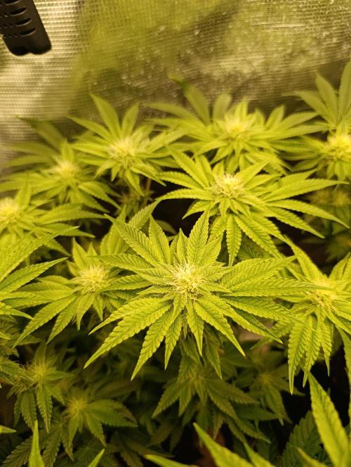 Zour MelonZ Test & Xpertnutrients. Week 10