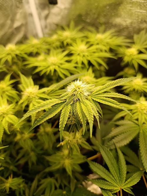 Zour MelonZ Test & Xpertnutrients. Week 10