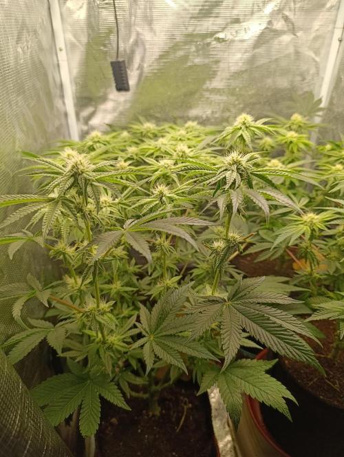 Zour MelonZ Test & Xpertnutrients. Week 10