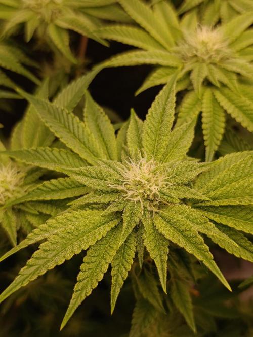 Zour MelonZ Test & Xpertnutrients. Week 10