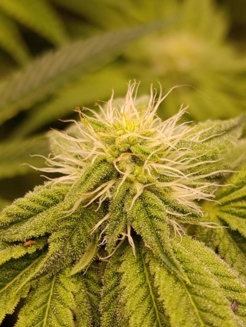Zour MelonZ Test & Xpertnutrients. Week 10