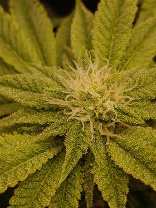 Zour MelonZ Test & Xpertnutrients. Week 10