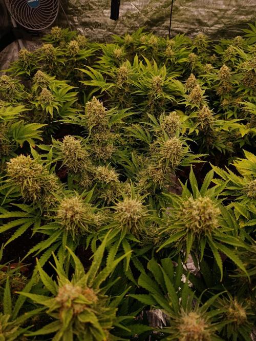 Privileged Baddie Xpertnutrients. Week 13