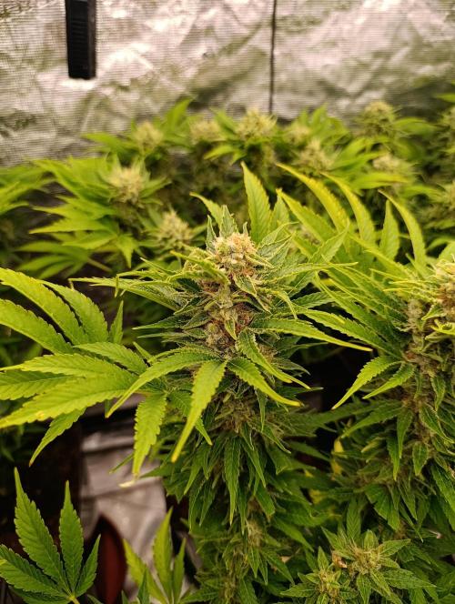 Privileged Baddie Xpertnutrients. Week 13