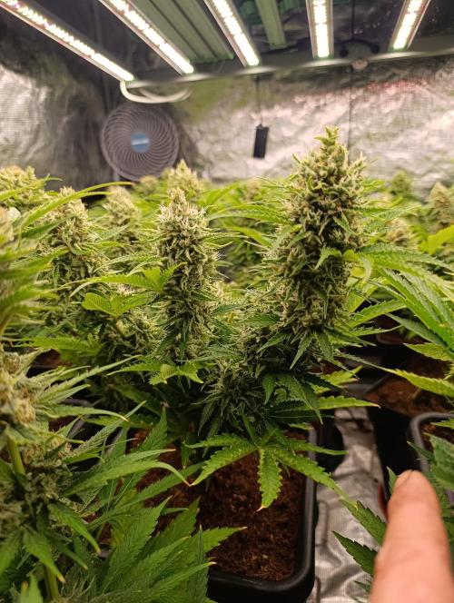 Privileged Baddie Xpertnutrients. Week 13