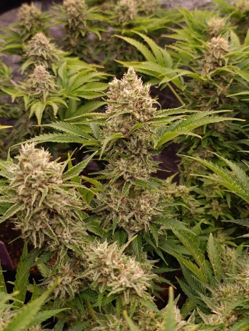 Privileged Baddie Xpertnutrients. Week 13