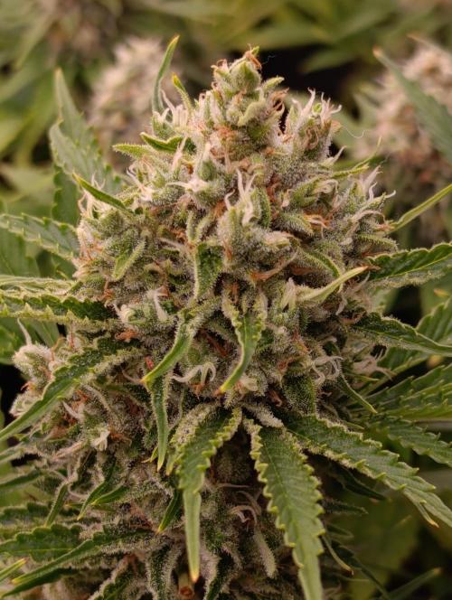 Privileged Baddie Xpertnutrients. Week 13