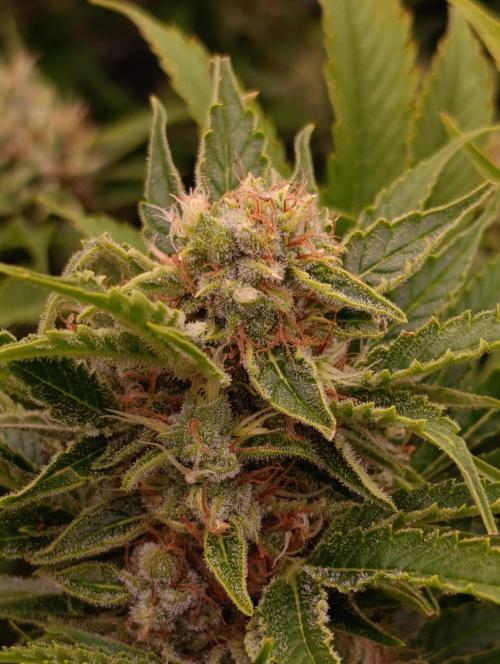 Privileged Baddie Xpertnutrients. Week 13