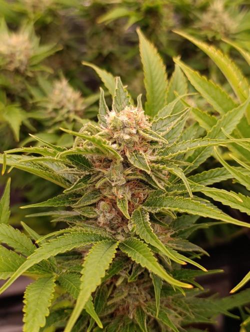 Privileged Baddie Xpertnutrients. Week 13