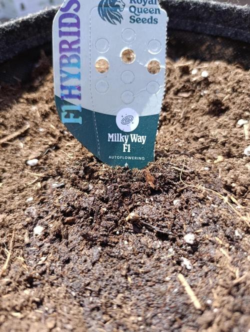 Milky Way F1 Auto. Week 0