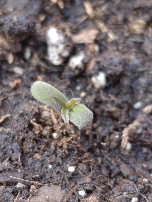 Milky Way F1 Auto. Week 0