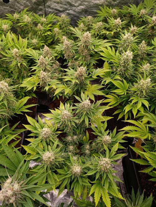 Red Banana Pudding II Marshydro. Week 13