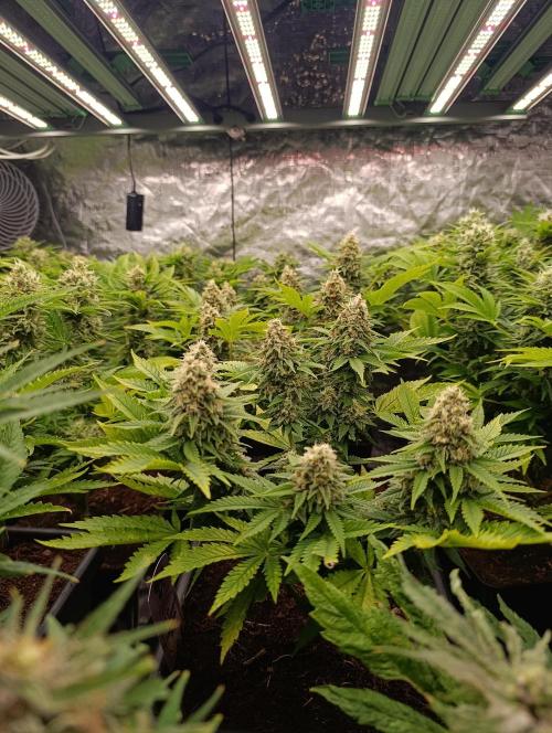 Red Banana Pudding II Marshydro. Week 13